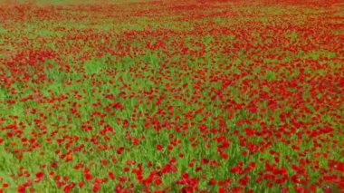 Yazın yeşil tarlada haşhaş. İnanılmaz bir gelincik çiçeği tarlasının hareket bulanıklığı olan hava aracı görüntüleri. Soyut hava yeşili ve kırmızı renkli doğal manzara. Gelincik çiçekleriyle dolu büyük bir tarla