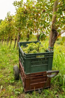Slovenya üzüm bağlarındaki şarap hasadı sırasında taze toplanmış sarı Sauvignon üzümleriyle dolu sandıklar. Slovenya 'da sonbaharda üzüm toplama mevsimi