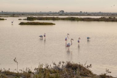Valencia, İspanya 'daki Albufera Doğal Parkı' nda flamingolarla güzel bir manzara. Flamingolar suda yüzüyor.