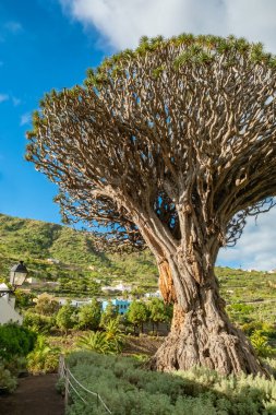 Ancient Dragon Tree in Icod de los Vinos town on Tenerife, Canary Islands, Spain. Famous Drago in Parque del Drago. Symbol of Tenerife, the largest and the oldest living Dracaena Draco in the world.