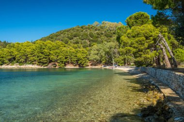 Ithaki Adası, Kefalonia, İyon Denizi, Yunanistan 'da çam ağaçları olan güzel Skinos plajı. Cennetin körfezi, Ithaca adasında Skinos 'un berrak suyuyla..