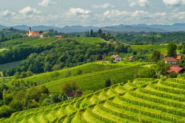 Doğu Slovenya 'daki Kudüs şarap bölgesindeki üzüm bağları. Slovenya 'daki güzel üzüm bağlarının manzarası