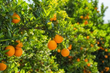 Ağaç dallarında olgun portakallarla portakal bahçesi. Meyve bahçesindeki güzel portakal ağaçları. Olgun meyvelerle dolu meyve ağaçları. Sulu narenciye meyveleri güneşte olgunlaşıyor.