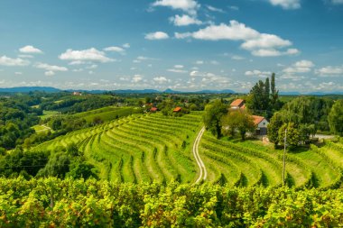 Doğu Slovenya 'daki Kudüs şarap bölgesindeki üzüm bağları. Slovenya 'daki güzel üzüm bağlarının manzarası