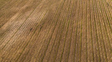 İlkbaharda bağların sonsuz çizgilerinin havadan görünüşü. Gün batımında ünlü Fransız üzüm bağları. Güney Fransa 'daki güneşli şarap bağları. Hava soyut tarım arazisi