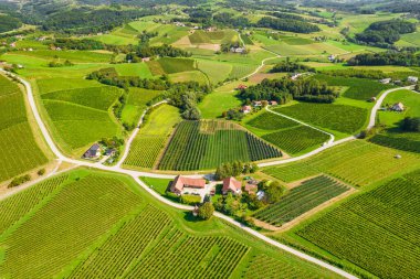 Doğu Slovenya 'daki Kudüs şarap bölgesindeki üzüm bağları. Slovenya 'daki güzel üzüm bağlarının manzarası
