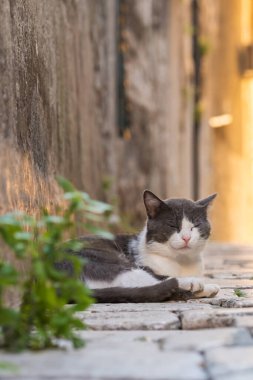 Hırvatistan 'ın Dalmaçya bölgesindeki Akdeniz Eski Kentinde kaldırımda dinlenen sevimli uykucu kedi