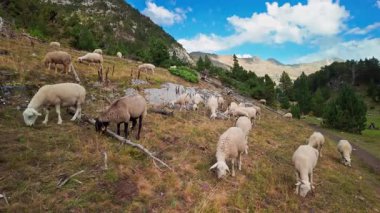 Büyük bir koyun sürüsü, Güney Avrupa 'da koyun peyniri üretimi ve sütçülüğüyle bilinen İspanya ile Fransa arasındaki sınırda Pireneler' de otluyor.