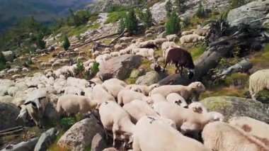 Büyük bir koyun sürüsü, Güney Avrupa 'da koyun peyniri üretimi ve sütçülüğüyle bilinen İspanya ile Fransa arasındaki sınırda Pireneler' de otluyor.