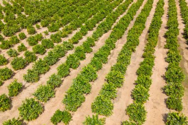 Bir fidanlıktaki portakal ağaçlarının havadan görünüşü. İspanya, Endülüs 'te bir portakal ağacı çiftliği. Taze portakal meyveleriyle dolu büyük bir portakal tarlası. Avrupa 'da turunçgil bahçesi
