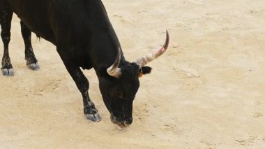 Kızgın boğa, Fransa 'nın güneyindeki Camarguaise ya da boğa güreşi geleneği sırasında arenaya ağır çekimde toynaklarıyla vurur.. 