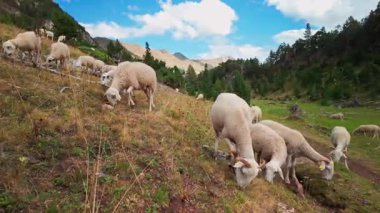Büyük bir koyun sürüsü, Güney Avrupa 'da koyun peyniri üretimi ve sütçülüğüyle bilinen İspanya ile Fransa arasındaki sınırda Pireneler' de otluyor.