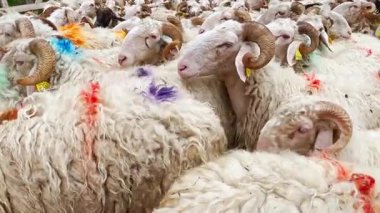 Fransa 'nın Pirenes dağlarındaki koyun çiftliği, Güney Avrupa' da koyun peyniri üretimi ve süt ürünleri yetiştiriciliğiyle bilinen bir bölge. Pireneler 'deki bir dağ koyun çiftliğinde ağıldaki büyük bir koyun sürüsü..