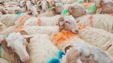 Fransa 'nın Pirenes dağlarındaki koyun çiftliği, Güney Avrupa' da koyun peyniri üretimi ve süt ürünleri yetiştiriciliğiyle bilinen bir bölge. Pireneler 'deki bir dağ koyun çiftliğinde ağıldaki büyük bir koyun sürüsü..