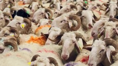 Fransa 'nın Pirenes dağlarındaki koyun çiftliği, Güney Avrupa' da koyun peyniri üretimi ve süt ürünleri yetiştiriciliğiyle bilinen bir bölge. Pireneler 'deki bir dağ koyun çiftliğinde ağıldaki büyük bir koyun sürüsü..