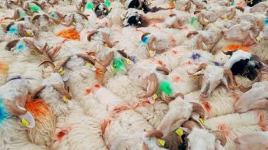 Fransa 'nın Pirenes dağlarındaki koyun çiftliği, Güney Avrupa' da koyun peyniri üretimi ve süt ürünleri yetiştiriciliğiyle bilinen bir bölge. Pireneler 'deki bir dağ koyun çiftliğinde ağıldaki büyük bir koyun sürüsü..