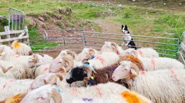 Güney Avrupa 'daki koyun peyniri üretimi ve mandırasıyla ünlü Fransa' nın Pirene dağlarındaki koyun çiftliği. Bir Border Collie çoban köpeği koyun sürüsünü ustalıkla kontrol eder..