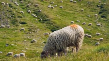 Güney Avrupa 'da koyun peyniri üretimi ve süt ürünleri ile bilinen bölge olan İspanya ile Fransa arasındaki sınırda Pireneler' deki yeşil çimlerde otlayan koyun sürüsü.