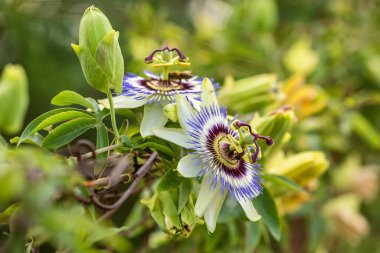 Passiflora çiçeği, mavi çarkıfelek çiçeği yakın plan çiçeği. Güzel yaz çiçekleriyle vahşi Passiflora caerulea sarmaşığı, tropik tırmanma bitkisi.