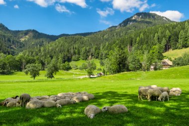 Güzel yeşil bir çayırda koyun sürüsü. Koyun sürüsü yeşil çimlerde huzur içinde otluyor. Yaz boyunca güzel bir kır manzarası. Koyunlar ve kuzular manzarada otluyor.