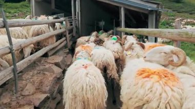 Fransa 'nın Pirenes dağlarındaki koyun çiftliği, Güney Avrupa' da koyun peyniri üretimi ve süt ürünleri yetiştiriciliğiyle bilinen bir bölge. Pireneler 'deki bir dağ koyun çiftliğinde ağıldaki büyük bir koyun sürüsü..