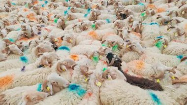 Fransa 'nın Pirenes dağlarındaki koyun çiftliği, Güney Avrupa' da koyun peyniri üretimi ve süt ürünleri yetiştiriciliğiyle bilinen bir bölge. Pireneler 'deki bir dağ koyun çiftliğinde ağıldaki büyük bir koyun sürüsü..