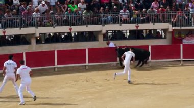 Le Grau-du-Roi, Fransa - 11 Eylül 2024: Fransa 'nın güneyinde Camarguaise ya da boğa güreşi geleneği. Röntgenciler boğaların boynuzları arasına bağlanmış gül ya da kokard kapmak için yarışıyorlar.