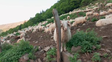 Fransa 'nın Pirenes dağlarındaki koyun çiftliği Güney Avrupa' da koyun peyniri üretimi ve süt ürünleriyle bilinen bir bölge.. 