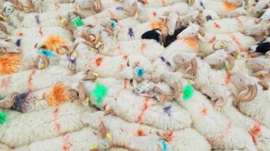 Fransa 'nın Pirenes dağlarındaki koyun çiftliği, Güney Avrupa' da koyun peyniri üretimi ve süt ürünleri yetiştiriciliğiyle bilinen bir bölge. Pireneler 'deki bir dağ koyun çiftliğinde ağıldaki büyük bir koyun sürüsü..