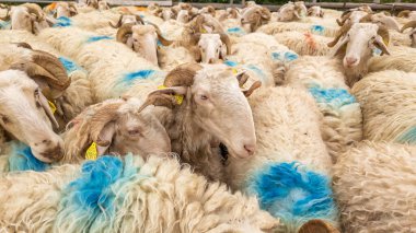 Fransa 'nın Pirenes dağlarındaki koyun çiftliği, Güney Avrupa' da koyun peyniri üretimi ve süt ürünleri yetiştiriciliğiyle bilinen bir bölge. Pireneler 'deki bir dağ koyun çiftliğinde ağıldaki büyük bir koyun sürüsü..