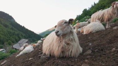 Fransa 'nın Pirenes dağlarındaki koyun çiftliği Güney Avrupa' da koyun peyniri üretimi ve süt ürünleriyle bilinen bir bölge.. 