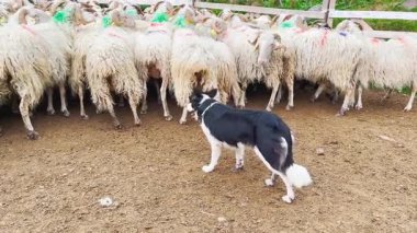 Güney Avrupa 'daki koyun peyniri üretimi ve mandırasıyla ünlü Fransa' nın Pirene dağlarındaki koyun çiftliği. Bir Border Collie çoban köpeği koyun sürüsünü ustalıkla kontrol eder..