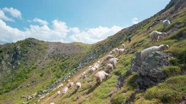 Büyük bir koyun sürüsü, Güney Avrupa 'da koyun peyniri üretimi ve mandırasıyla bilinen İspanya ile Fransa arasındaki sınırda Pireneler' deki yeşil çimlerde otluyor.