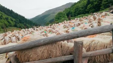 Fransa 'nın Pirenes dağlarındaki koyun çiftliği Güney Avrupa' da koyun peyniri üretimi ve süt ürünleriyle bilinen bir bölge.. 