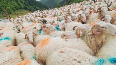 Fransa 'nın Pirenes dağlarındaki koyun çiftliği, Güney Avrupa' da koyun peyniri üretimi ve süt ürünleri yetiştiriciliğiyle bilinen bir bölge. Pireneler 'deki bir dağ koyun çiftliğinde ağıldaki büyük bir koyun sürüsü..