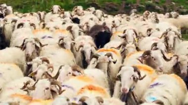 Fransa 'nın Pirenes dağlarındaki koyun çiftliği, Güney Avrupa' da koyun peyniri üretimi ve süt ürünleri yetiştiriciliğiyle bilinen bir bölge. Pireneler 'deki bir dağ koyun çiftliğinde ağıldaki büyük bir koyun sürüsü..