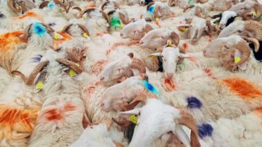 Fransa 'nın Pirenes dağlarındaki koyun çiftliği, Güney Avrupa' da koyun peyniri üretimi ve süt ürünleri yetiştiriciliğiyle bilinen bir bölge. Pireneler 'deki bir dağ koyun çiftliğinde ağıldaki büyük bir koyun sürüsü..