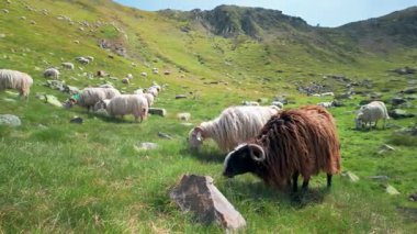 Büyük bir koyun sürüsü, Güney Avrupa 'da koyun peyniri üretimi ve mandırasıyla bilinen İspanya ile Fransa arasındaki sınırda Pireneler' deki yeşil çimlerde otluyor.