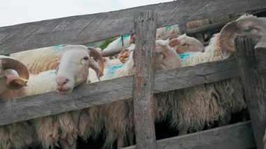 Fransa 'nın Pirenes dağlarındaki koyun çiftliği, Güney Avrupa' da koyun peyniri üretimi ve süt ürünleri yetiştiriciliğiyle bilinen bir bölge. Pireneler 'deki bir dağ koyun çiftliğinde ağıldaki büyük bir koyun sürüsü..