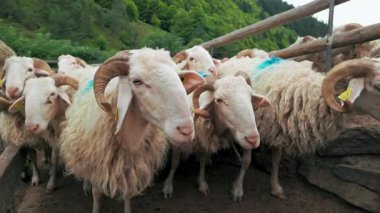 Fransa 'nın Pirenes dağlarındaki koyun çiftliği, Güney Avrupa' da koyun peyniri üretimi ve süt ürünleri yetiştiriciliğiyle bilinen bir bölge. Pireneler 'deki bir dağ koyun çiftliğinde ağıldaki büyük bir koyun sürüsü..