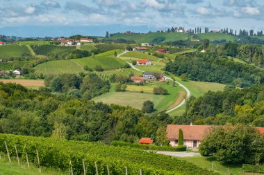 Doğu Slovenya 'daki Kudüs şarap bölgesindeki üzüm bağları. Slovenya 'da yeşil sarmaşıklı güzel bir manzara