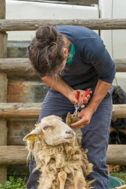 Çiftçi, Fransa 'nın Pireneler kentindeki bir çiftlikte koyunlara düzenli tıbbi tedavi uyguluyor. Geleneksel bir kırsal alanda süt ürünleri ve peynir üretimi için temel bakım.