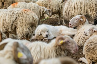 Anatloian Çoban Köpeği, Fransa 'nın Pirenes dağlarındaki bir koyun çiftliğinde koyun bakıcısı olarak uyuyor. Güney Avrupa 'da koyun peyniri üretimi ve süt ürünleriyle bilinen bir bölge..