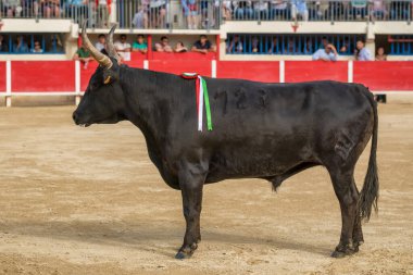 Camarguaise kursu sırasında arenadaki kızgın boğa ya da Güney Fransa 'daki boğa güreşi geleneği.