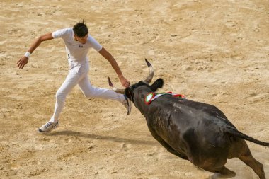Le Grau-du-Roi, Fransa - 11 Eylül 2024: Fransa 'nın güneyinde Camarguaise ya da boğa güreşi geleneği. Röntgenciler boğaların boynuzları arasına bağlanmış gül ya da kokard kapmak için yarışıyorlar.