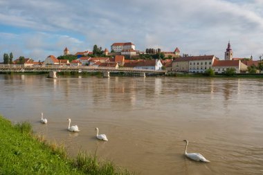 Ptuj 'un eski kasabasının yaz manzarası. Ptuj Kalesi, Mestni Stolp Kulesi, Ptuj, Slovenya 'daki St. Georges Kilisesi.
