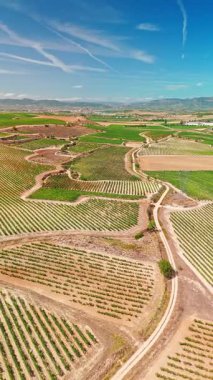 İspanya 'nın La Rioja bölgesindeki güzel üzüm bağları. Kuzey İspanya 'daki ünlü Rioja şarabını üreterek yazın bitmeyen üzüm bağlarını gösteren hava manzarası.