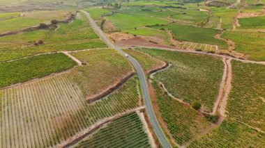 İspanya 'nın Bask bölgesindeki üzüm bağından geçen güzel kırsal yol gün batımında. Yazın uçsuz bucaksız üzüm bağlarının havadan görünüşü, ünlü İspanyol şarabını üretiyor.