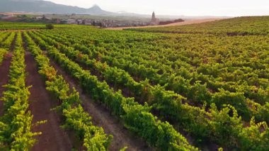 İspanya 'nın Bask kırsalındaki güzel üzüm bağları, gün batımında. Yazın uçsuz bucaksız üzüm bağlarının havadan görünüşü, ünlü İspanyol şarabını üretiyor.
