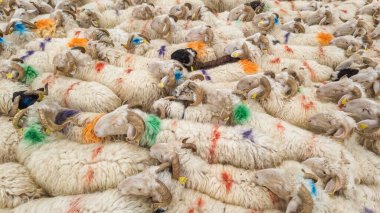 Fransa 'nın Pirenes dağlarındaki koyun çiftliği, Güney Avrupa' da koyun peyniri üretimi ve süt ürünleri yetiştiriciliğiyle bilinen bir bölge. Pireneler 'deki bir dağ koyun çiftliğinde ağıldaki büyük bir koyun sürüsü..